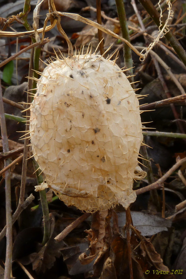 ježatec laločnatý Echinocystis lobata (F. Michx.) Torr. et A. Gray