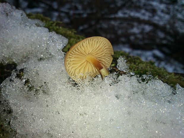 plamienka zimná Flammulina velutipes (Curtis) Singer