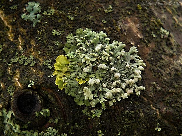 fyscia brvitá Physcia adscendens (Fr.) H. Olivier