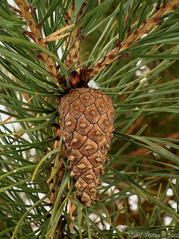 borovica lesná Pinus sylvestris L.