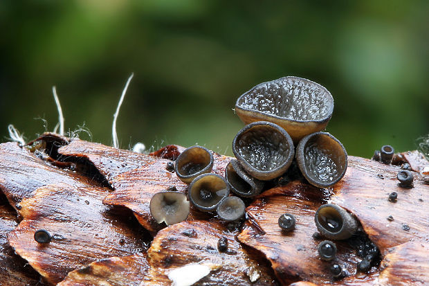 jahňadka smreková Rutstroemia bulgarioides (P. Karst.) P. Karst.