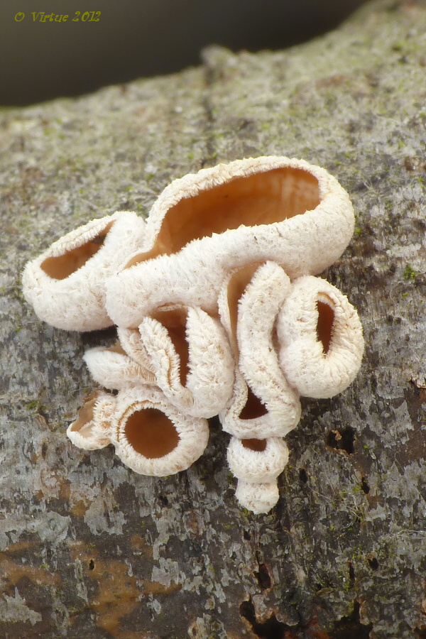 škľabka plstnatá Schizophyllum amplum (Lév.) Nakasone