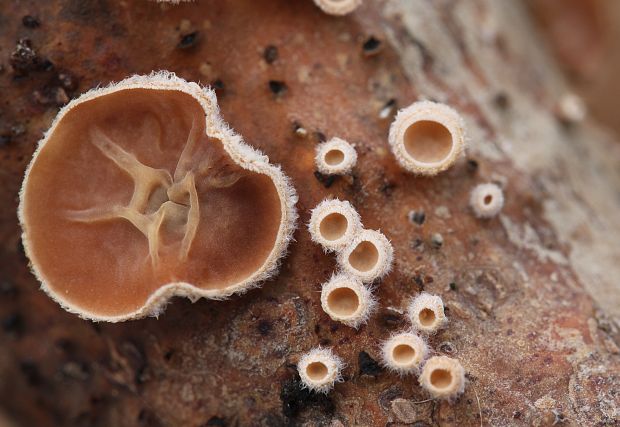 škľabka plstnatá Schizophyllum amplum (Lév.) Nakasone