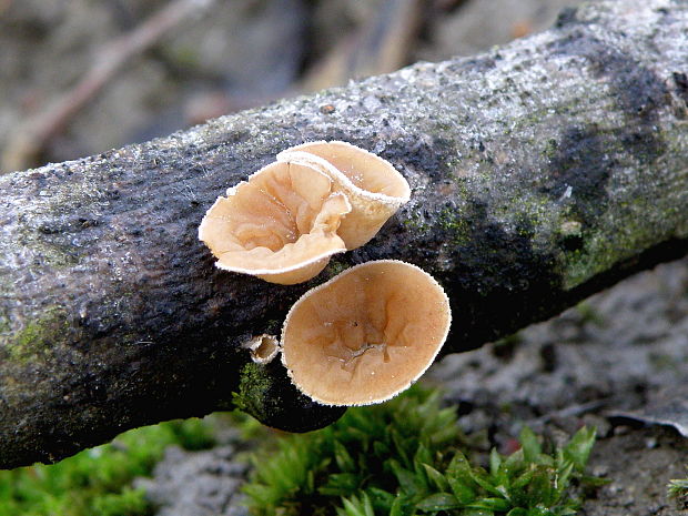 škľabka plstnatá Schizophyllum amplum (Lév.) Nakasone