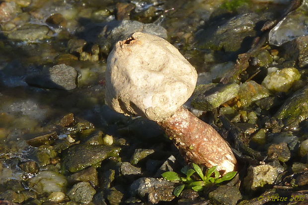 stopkovec vláknitý Tulostoma fimbriatum Fr.