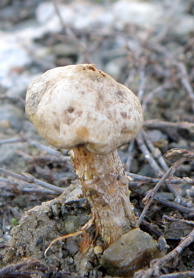 stopkovec vláknitý Tulostoma fimbriatum Fr.