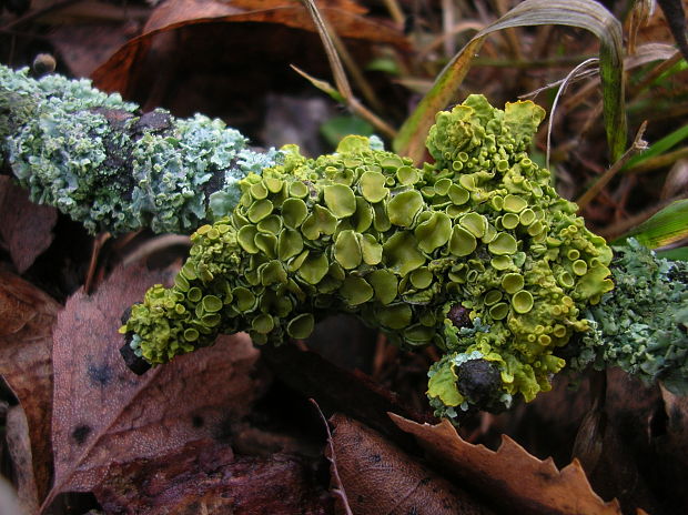 diskovník múrový Xanthoria parietina var. parietina