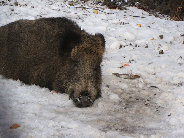 diviak lesný sus scrofa