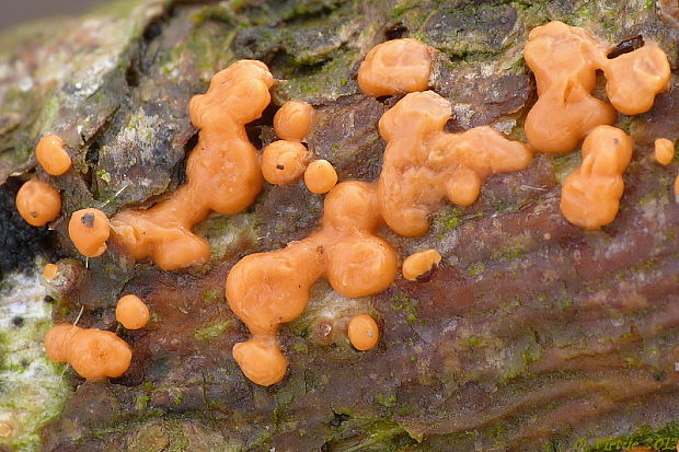 slzovec Dacrymyces sp.