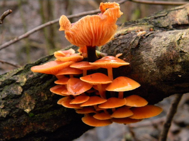 plamienka Flammulina sp.