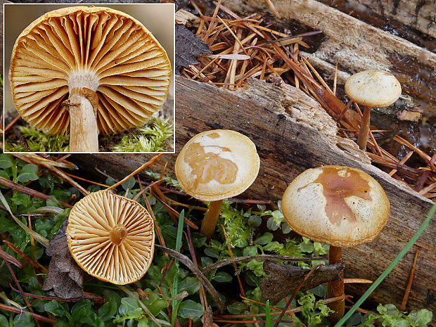 kapucňovka Galerina sp.