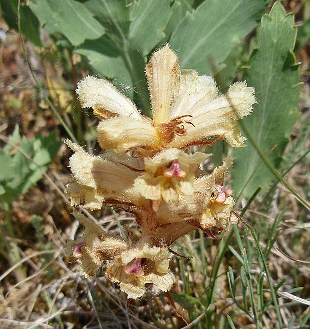 záraza biela Orobanche alba Willd.