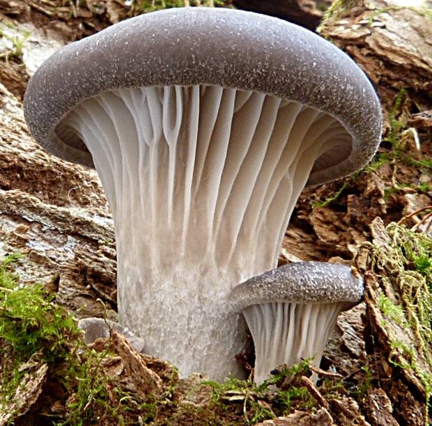 hliva ustricovitá Pleurotus ostreatus (Jacq.) P. Kumm.