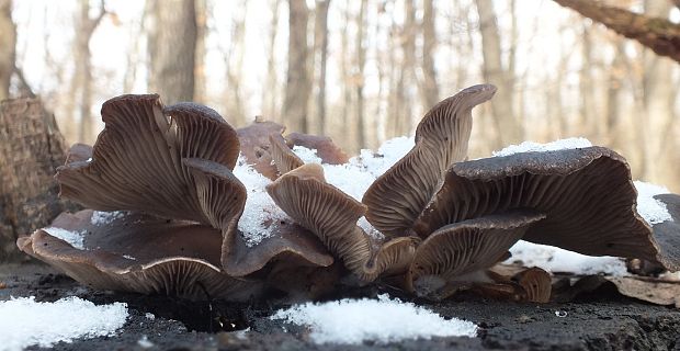 hliva ustricovitá Pleurotus ostreatus (Jacq.) P. Kumm.