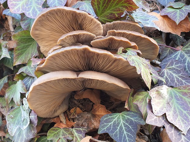 hliva ustricovitá Pleurotus ostreatus (Jacq.) P. Kumm.