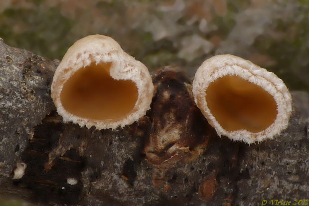 škľabka plstnatá Schizophyllum amplum (Lév.) Nakasone