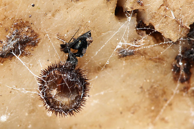 štítovnička Scutellinia sp.