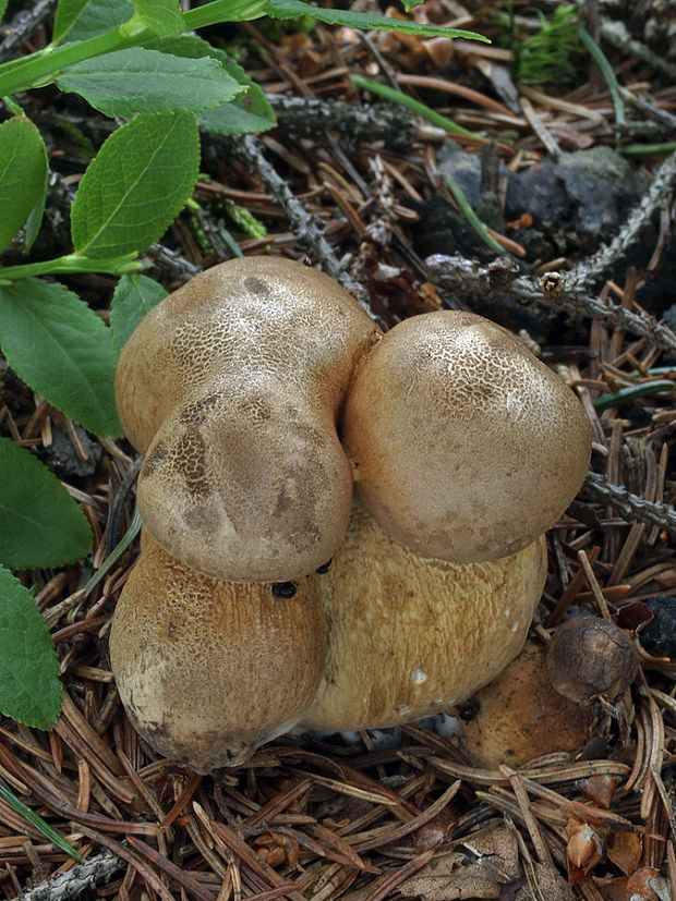 podhríb žlčový Tylopilus felleus (Bull.) P. Karst.