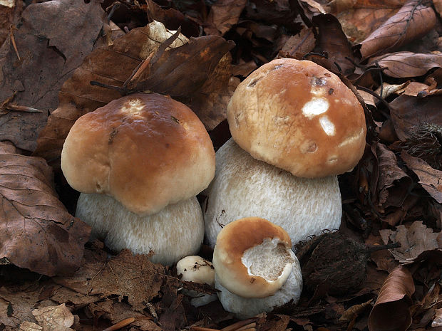 hríb smrekový Boletus edulis Bull.