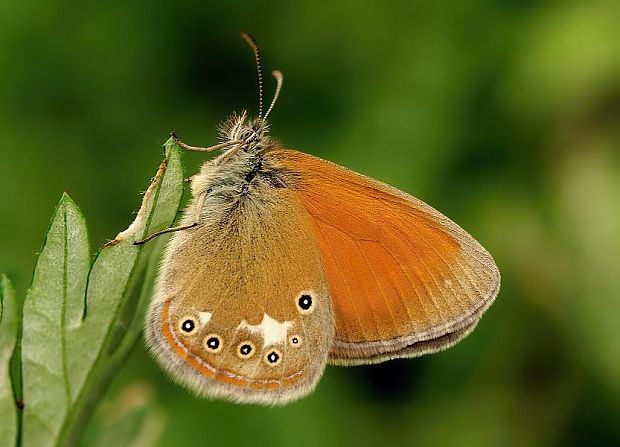 očkáň traslicový Coenonympha glycerion