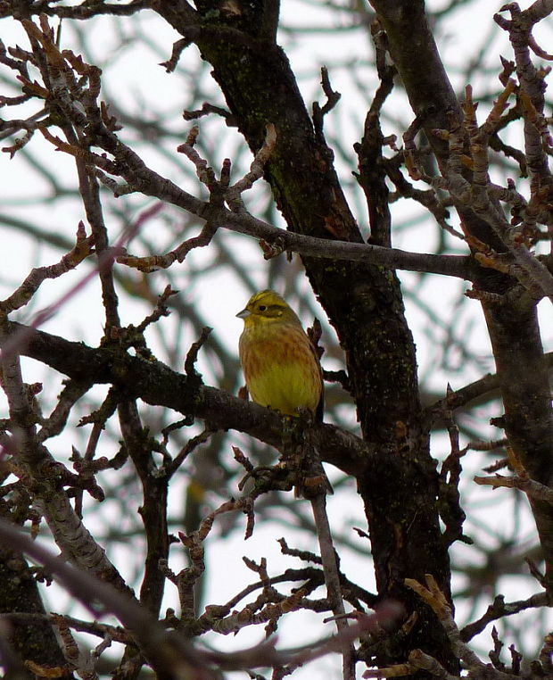 strnádka obyčajná Emberiza citrinella