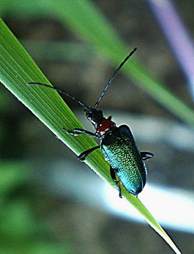 fuzáč Gaurotes virginea thalassina