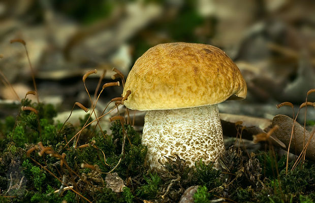 kozák hrabový Leccinum pseudoscabrum (Kallenb.) Šutara