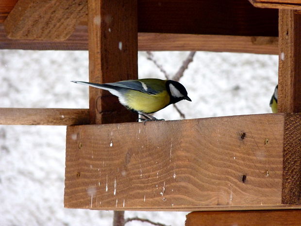 sýkorka bielolíca Parus major