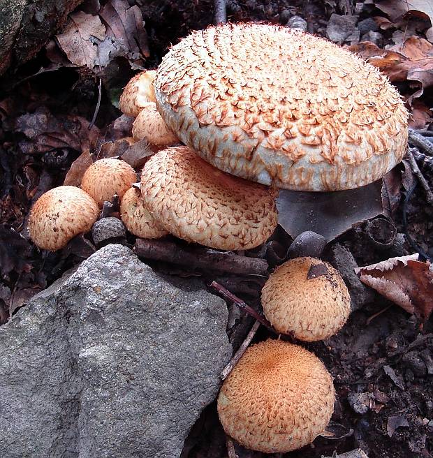 šupinovka šupinatá Pholiota squarrosa (Vahl) P. Kumm.