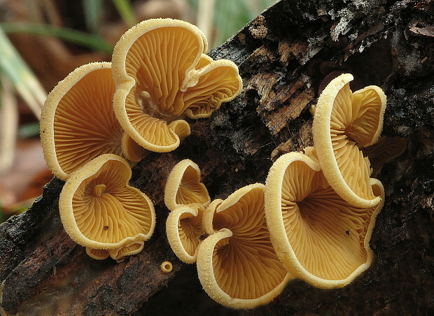 hlivník hniezdovitý Phyllotopsis nidulans (Pers.) Singer