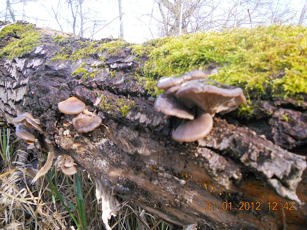 hliva ustricovitá Pleurotus ostreatus (Jacq.) P. Kumm.