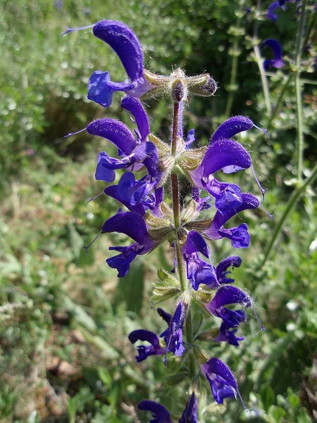 šalvia lúčna Salvia pratensis L.