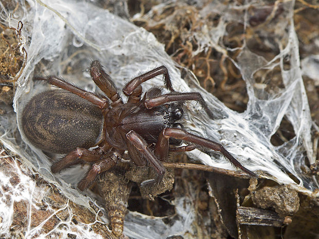 komôrkár   Atypus sp.