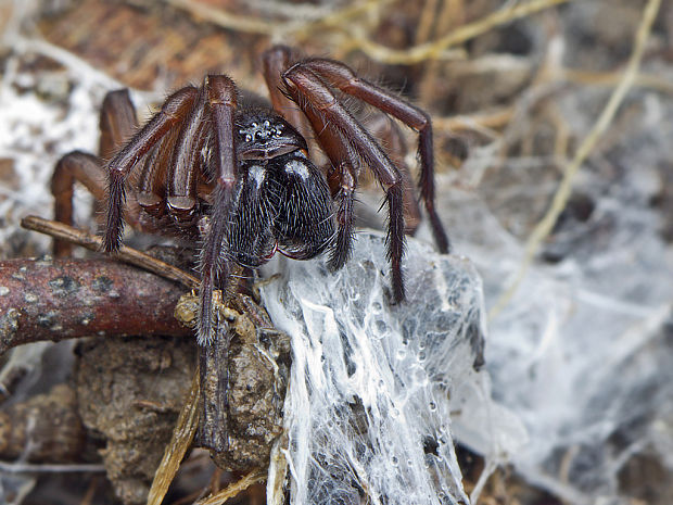 komôrkár  Atypus