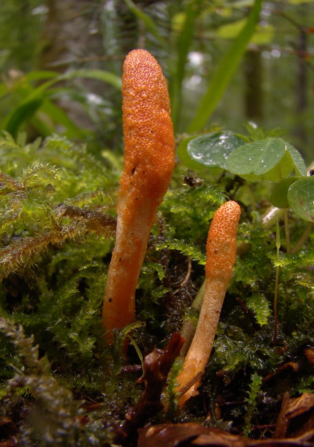 žezlovka hmyzová Cordyceps militaris (Fr.) Link