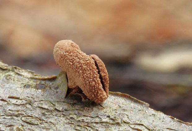 dutinovka otrubnatá Encoelia furfuracea (Roth) P. Karst.