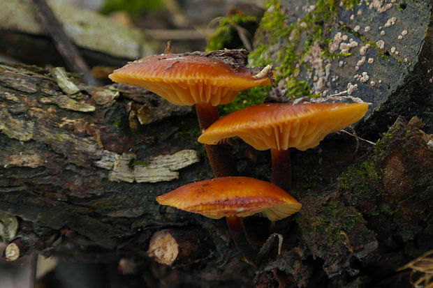 plamienka Flammulina sp.