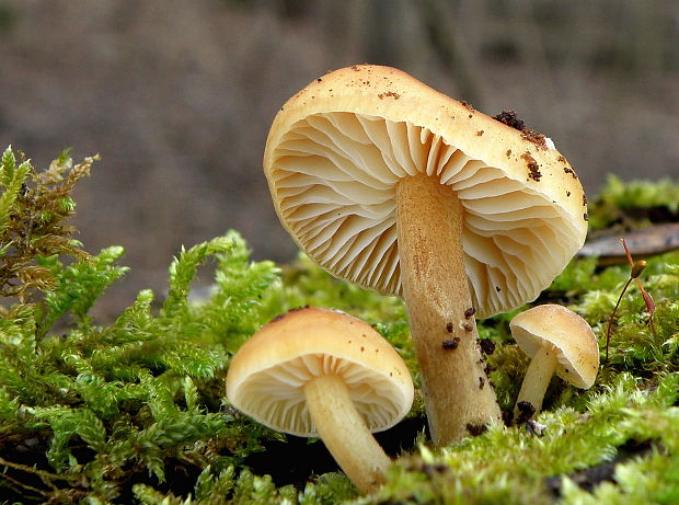 plamienka Flammulina sp.