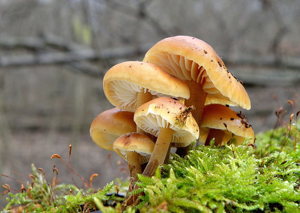 plamienka Flammulina sp.