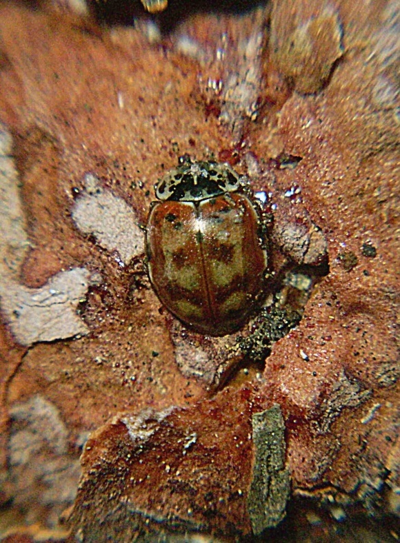 lienka Harmonia quadripunctata var. nebulosa