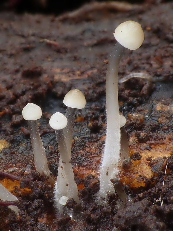 prilbička Mycena sp.