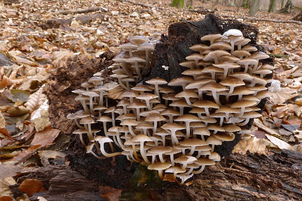 prilbička hnedosivá Mycena tintinnabulum (Paulet) Quél.