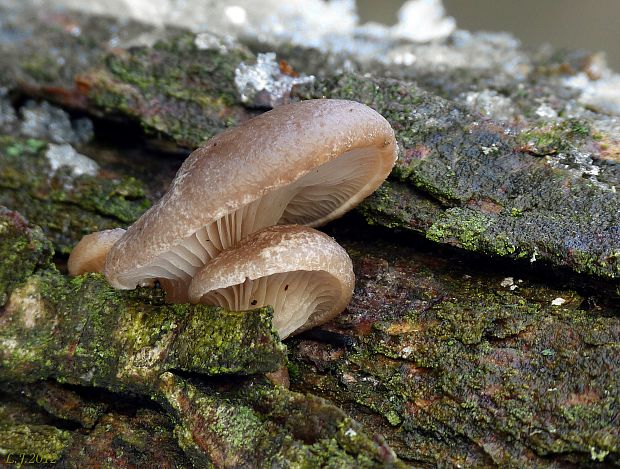 hliva ustricovitá Pleurotus ostreatus (Jacq.) P. Kumm.