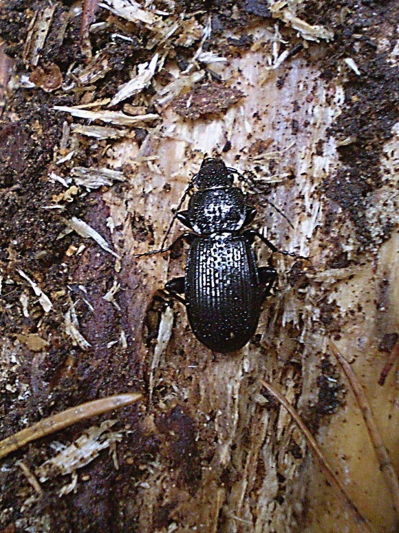 střevlíček Pterostichus aethiops Panzer, 1797