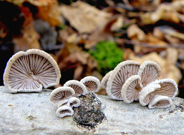 klanolupeňovka obyčajná Schizophyllum commune Fr.