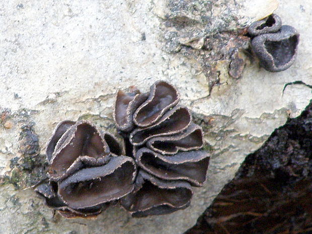 dutinovka lužná Sclerencoelia fascicularis (Alb. & Schwein.) P. Karst.