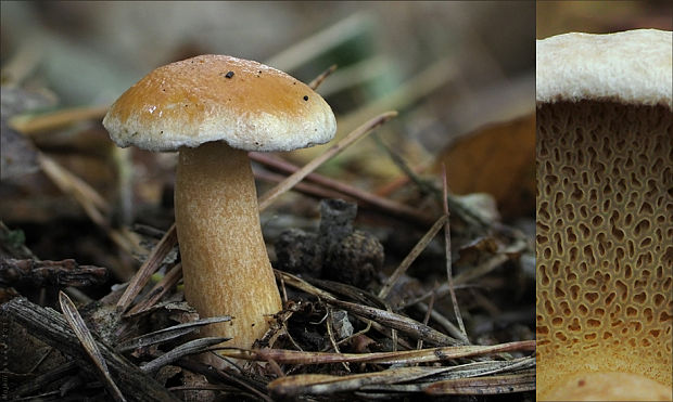 masliak kravský Suillus bovinus (Pers.) Roussel