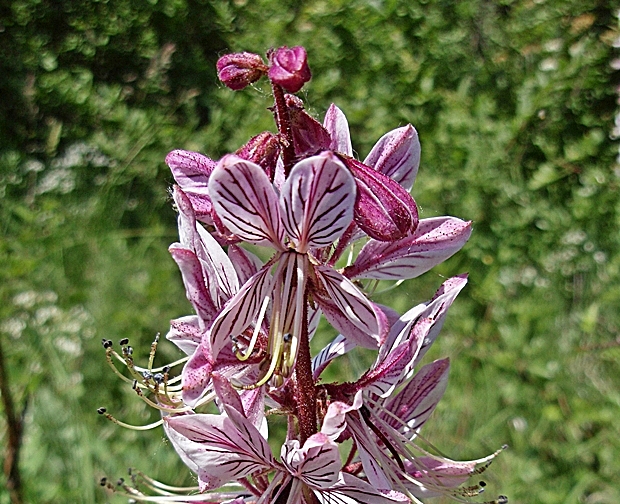 jasenec biely Dictamnus albus L.