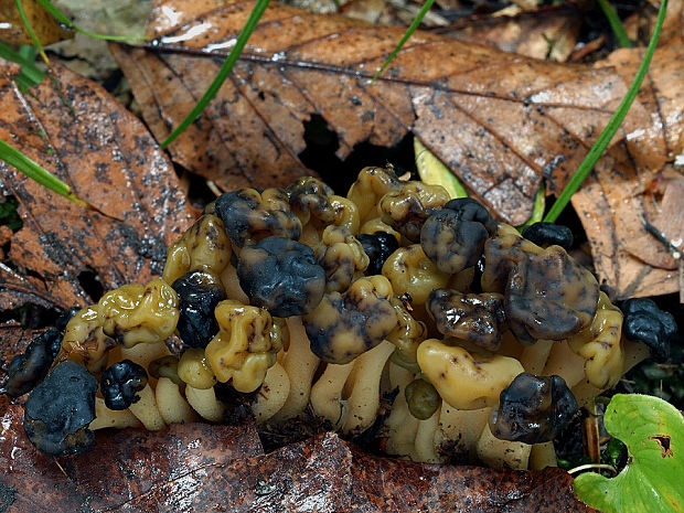 klincovka slizká Leotia lubrica (Scop.) Pers.