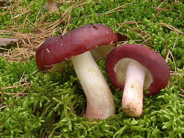 plávka vínovočervená Russula xerampelina (Schaeff.) Fr.